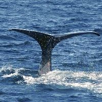 北海道 知床世界自然遺産の羅臼町沖の根室海峡では オスのマッコウクジラの回遊時期を迎え 全国から訪れる観光客がホエール 鯨 ウオッチングを楽しんでいる 素晴らしき日本 再発見の旅ブログ